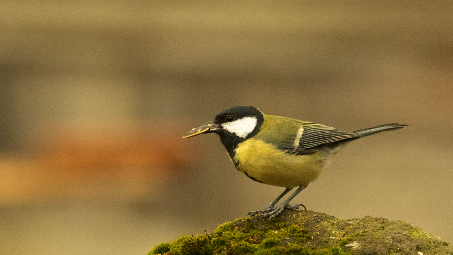 Great Tit